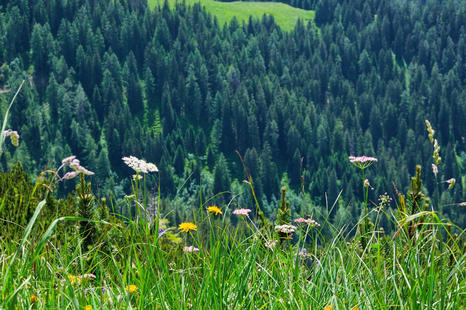 Flowers at the view